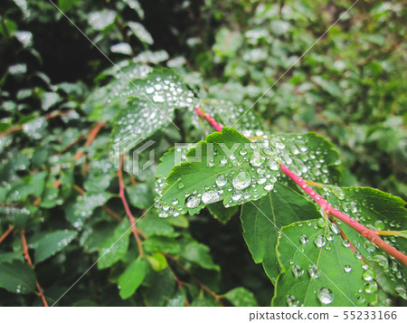 Dew drops on green leaves in the forest. 55233166