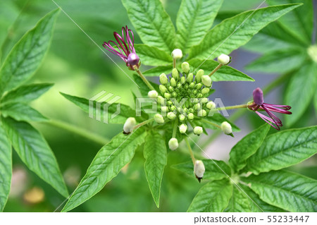 Cleome has begun to bloom Cleome has begun to bloom 55233447