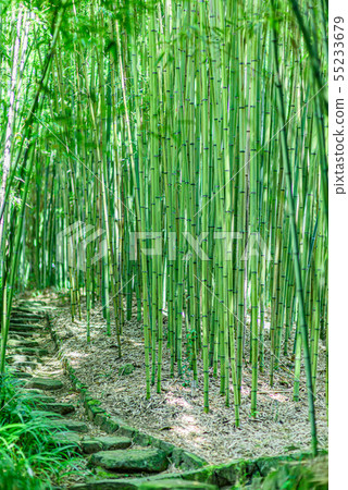 Kyoto City Rakusai Bamboo Forest Park Kyoto City Rakusai Bamboo Forest Park 55233679