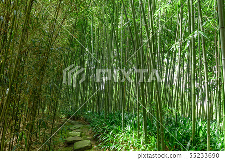 京都市樂彩竹林公園 京都市樂彩竹林公園 55233690