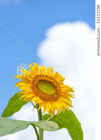 Sunflower, sunflower, sunflower Sunflower, sunflower, sunflower 55233786