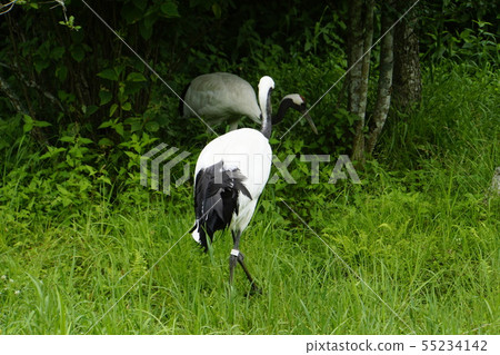 Tanzuru Tsuru Kushiro Tanzoku Tsuru Nature Park Tancho Tsurui Kushiro Wetland Tanzuru Tsuru Kushiro Tanzoku Tsuru Nature Park Tancho Tsurui Kushiro Wetland 55234142