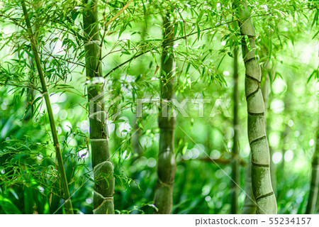 京都市Kasai Nishi Takebayashi Park / Kameko Bamboo 55234157