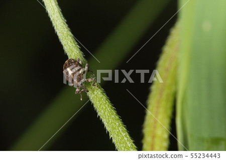 生物昆蟲大麻的象徵著象鼻蟲，燒茶的白色線條。它發現在初夏，kanumgura 55234443