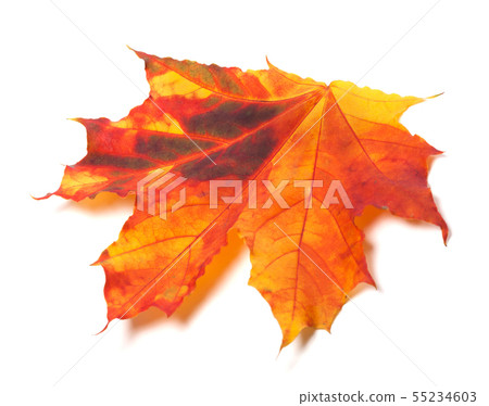Autumn yellowed maple-leaf Autumn yellowed maple-leaf 55234603