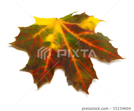 Multicolor autumn maple leaf Multicolor autumn maple leaf 55234604