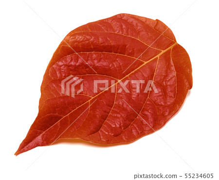 Autumn leaf on white Autumn leaf on white 55234605