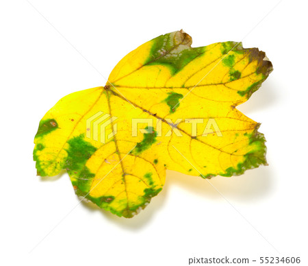 Yellowed dry leaf on white Yellowed dry leaf on white 55234606