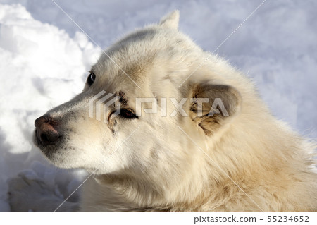 Portrait of dog resting on snow Portrait of dog resting on snow 55234652