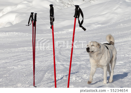 Dog and two pair of ski poles on snow ski slope Dog and two pair of ski poles on snow ski slope 55234654