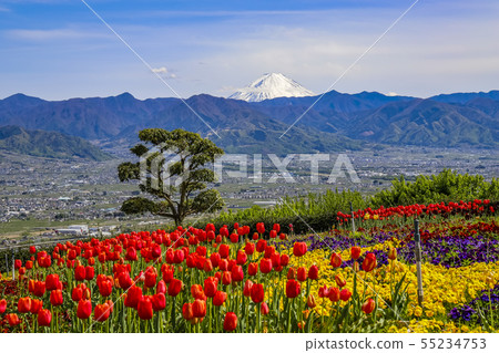Konobukikawa Fruit Park in Yamanashi Prefecture and Kofu Basin / Mt. Fuji in spring 55234753