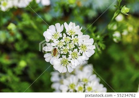 Orlya Grandi Flora (White Lace Flower) Orlya Grandi Flora (White Lace Flower) 55234762