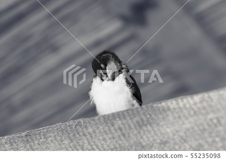 Swallow baby bird sits and sleeps under roof 55235098