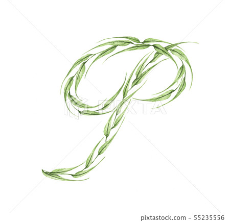 Letter P, alphabet of green leaves. Watercolor. Letter P, alphabet of green leaves. Watercolor. 55235556