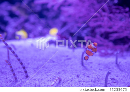 Clownfish, Chinanago, Nishinago 55235673