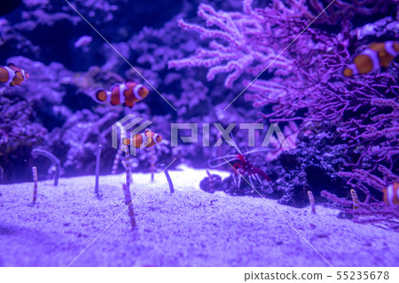 Clownfish, Chinanago, Nishinago 55235678