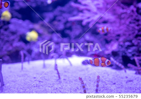 小丑魚，Chinanago，Nishinago 55235679