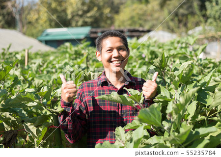 Asian farmer in organic eggplant garden 55235784
