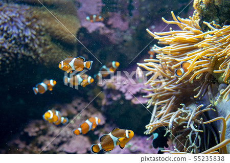 Clown anemonefish Clown anemonefish 55235838