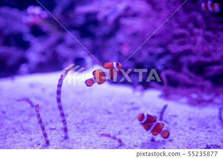 Clownfish, Anemonefish 55235877