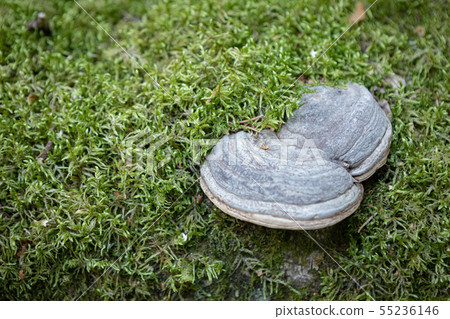 Polypore close-up on decaying birch tree trunk 55236146