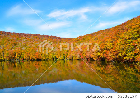 Autumn Suganuma Autumn Suganuma 55236157