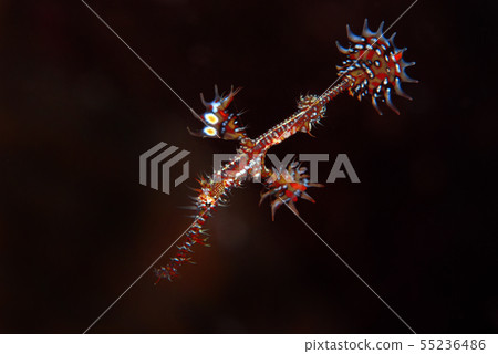 Nishiki Fulai Wow 55236486