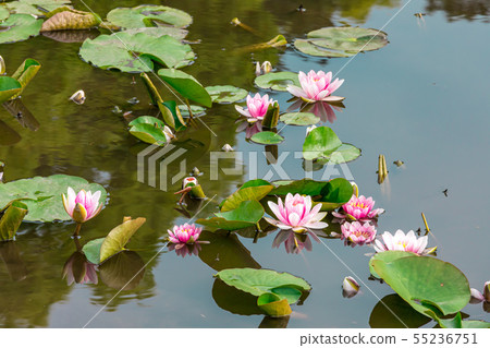 冰室池塘蓮花京都Kenshu-ji 55236751