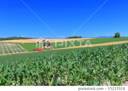 [Hokkaido] Biei A hill with a red roof 55237018