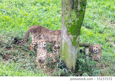 Cheetah children, Tama animal park Cheetah children, Tama animal park 55237272