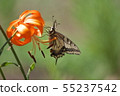 Lily and swallowtail butterfly 55237542