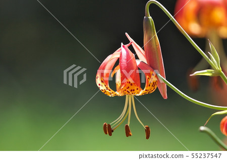 Lovely lily of the lily garden 55237547