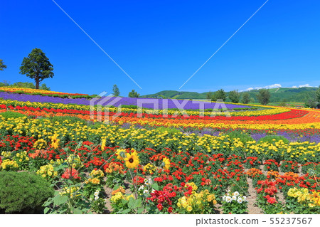 [Hokkaido] Biei hills under clear skies 55237567