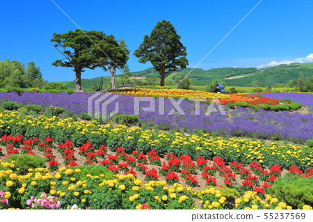[Hokkaido] Biei hills under clear skies 55237569