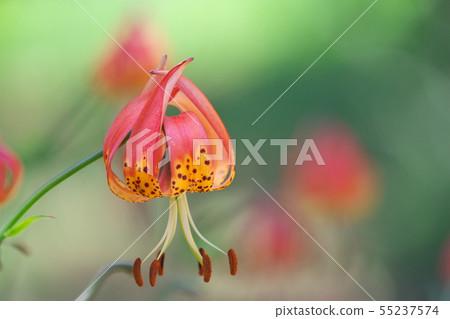 Lovely lily of the lily garden 55237574