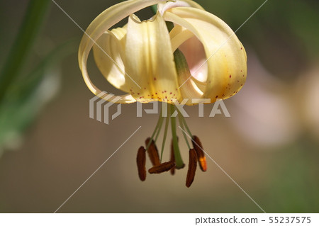 Lovely lily of the lily garden 55237575