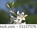 Pure white lily 55237576
