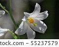 Pure white lily 55237579