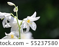 Pure white lily 55237580
