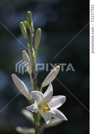 Pure white lily Pure white lily 55237581