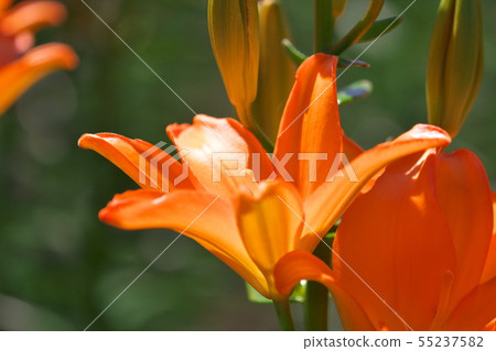 Lovely lily of the lily garden 55237582