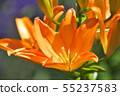 Lovely lily of the lily garden 55237583