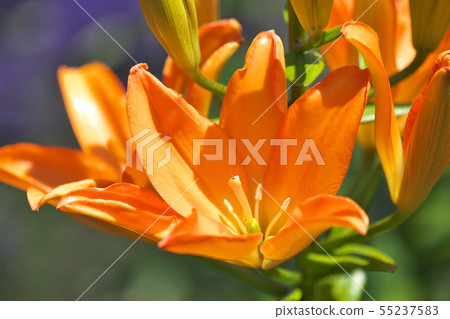 Lovely lily of the lily garden 55237583