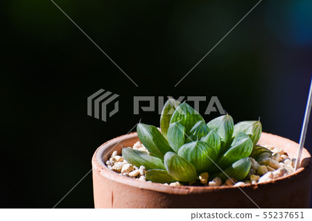 Haworthia in the sun 55237651