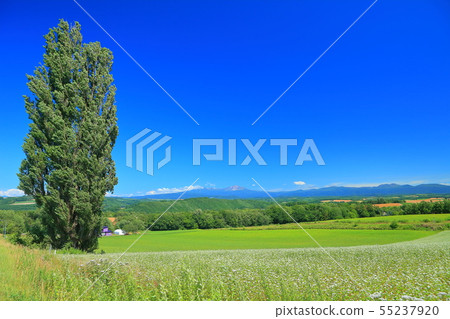 [Hokkaido] Ken and Mary's Tree under sunny weather 55237920