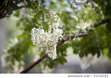 Rainy day White bloom tree flowers 55238165