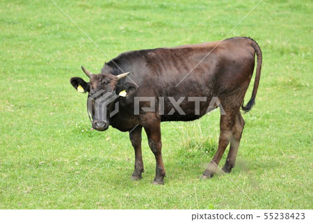 黑毛和牛 55238423