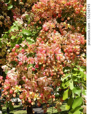 Shower tree Shower tree 55238745