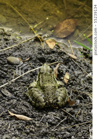 Common frog of Sardinia, present in the ponds. Common frog of Sardinia, present in the ponds. 55239134