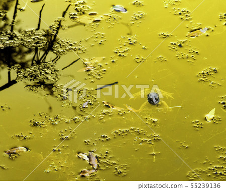 Common frog of Sardinia, present in the ponds. Common frog of Sardinia, present in the ponds. 55239136